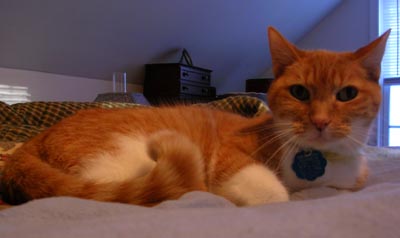 puddy
